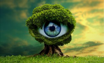 Un arbol en un primer plano en un bosque y dentro de el un ojo que todo lo ve presentando anuncios de television de Susana Garcia